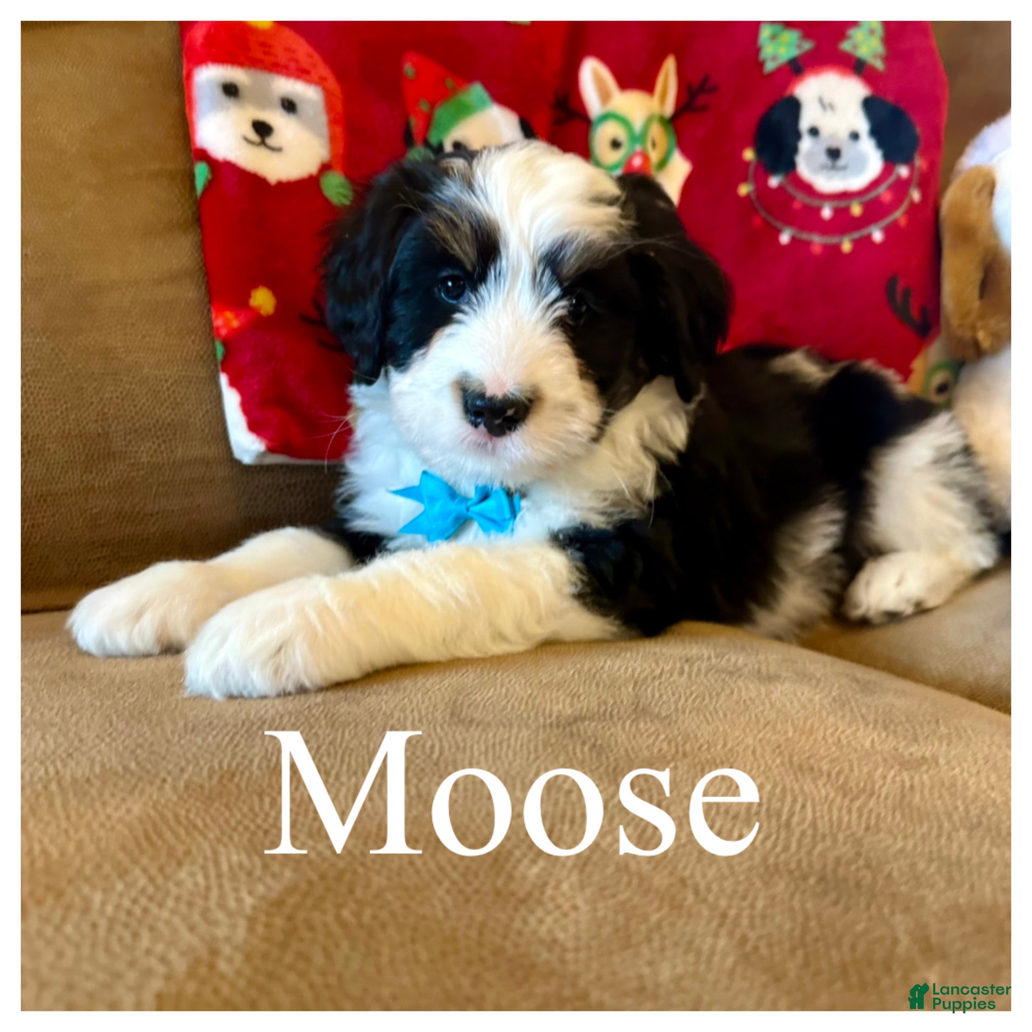 Mini Bernedoodle dogs Moose - Ad 25