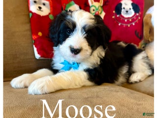 Mini Bernedoodle dogs Moose - Ad 25