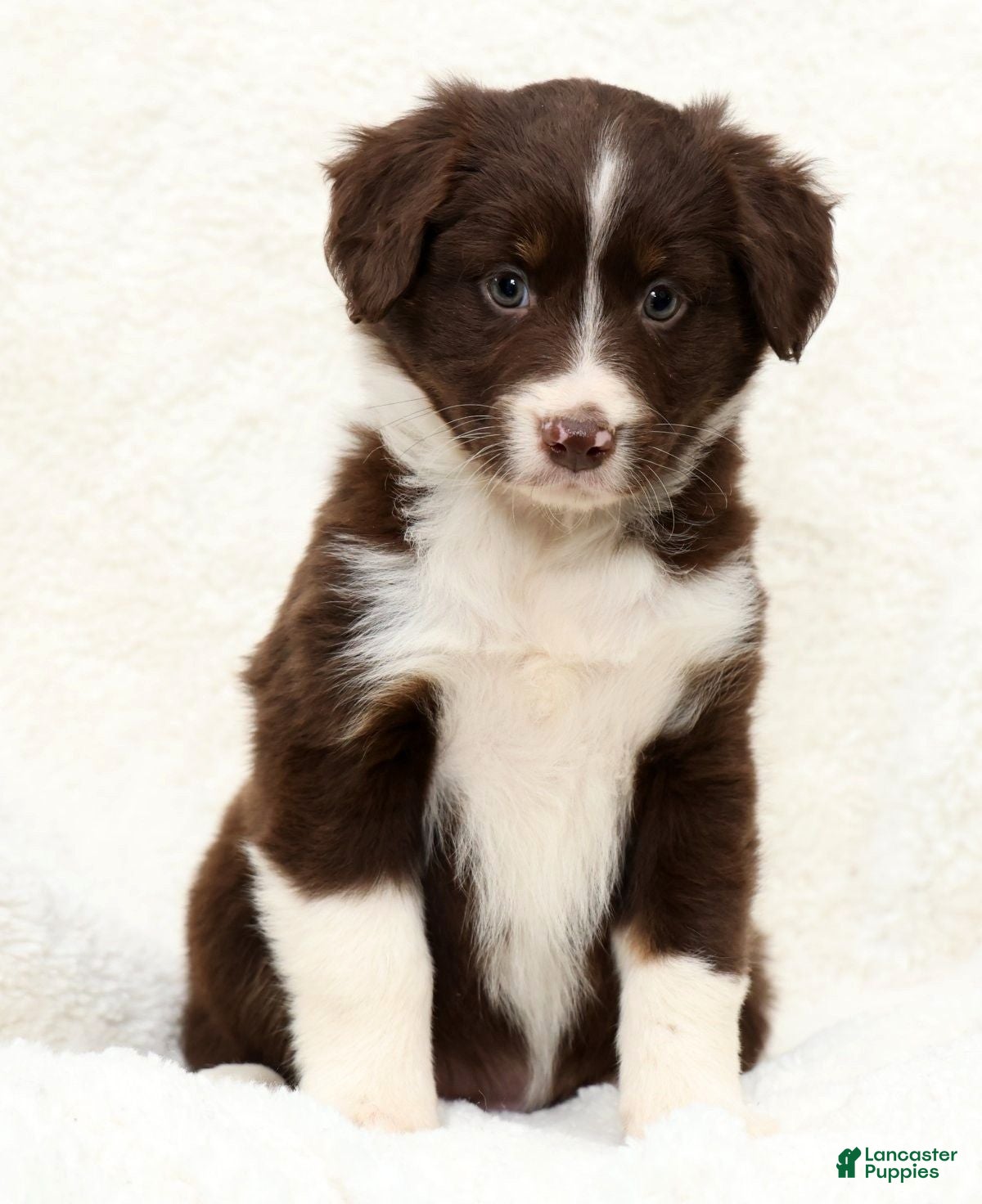 Miniature Australian Shepherd dogs Heidi - Ad 1