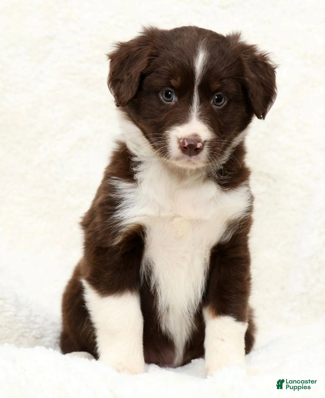 Miniature Australian Shepherd dogs for sale: Heidi - Ad 1