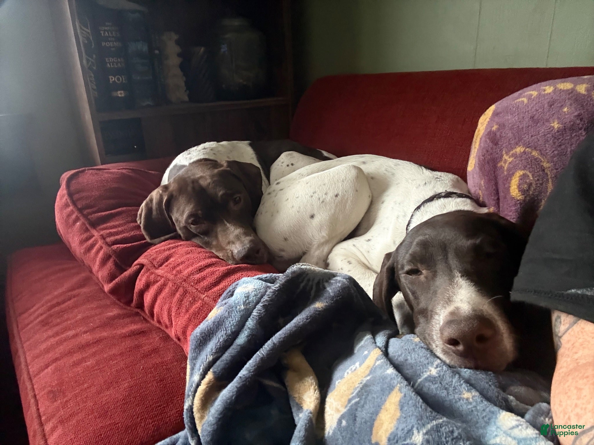 German Shorthaired Pointer dogs German Shorthaired Pointer 1 - Ad 26