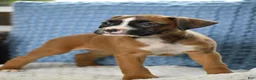 Boxer dogs for sale: Harper - Ad 4