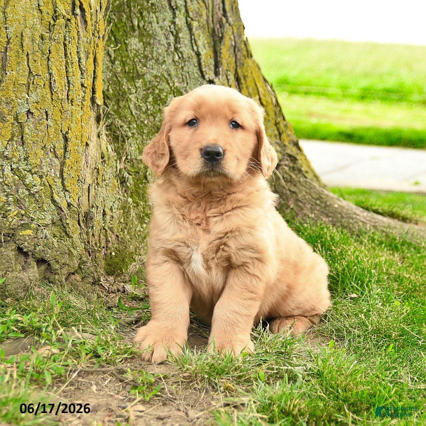 Golden Retriever dogs Prescott - Ad 1