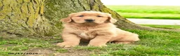 Golden Retriever dogs for sale: Prescott - Ad 1