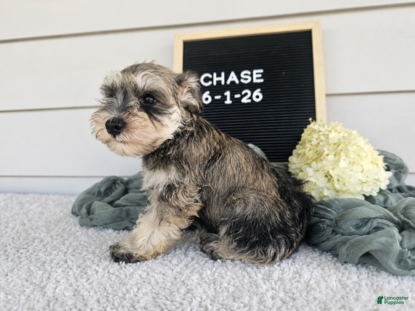 Miniature Schnauzer dogs Case - Ad 2