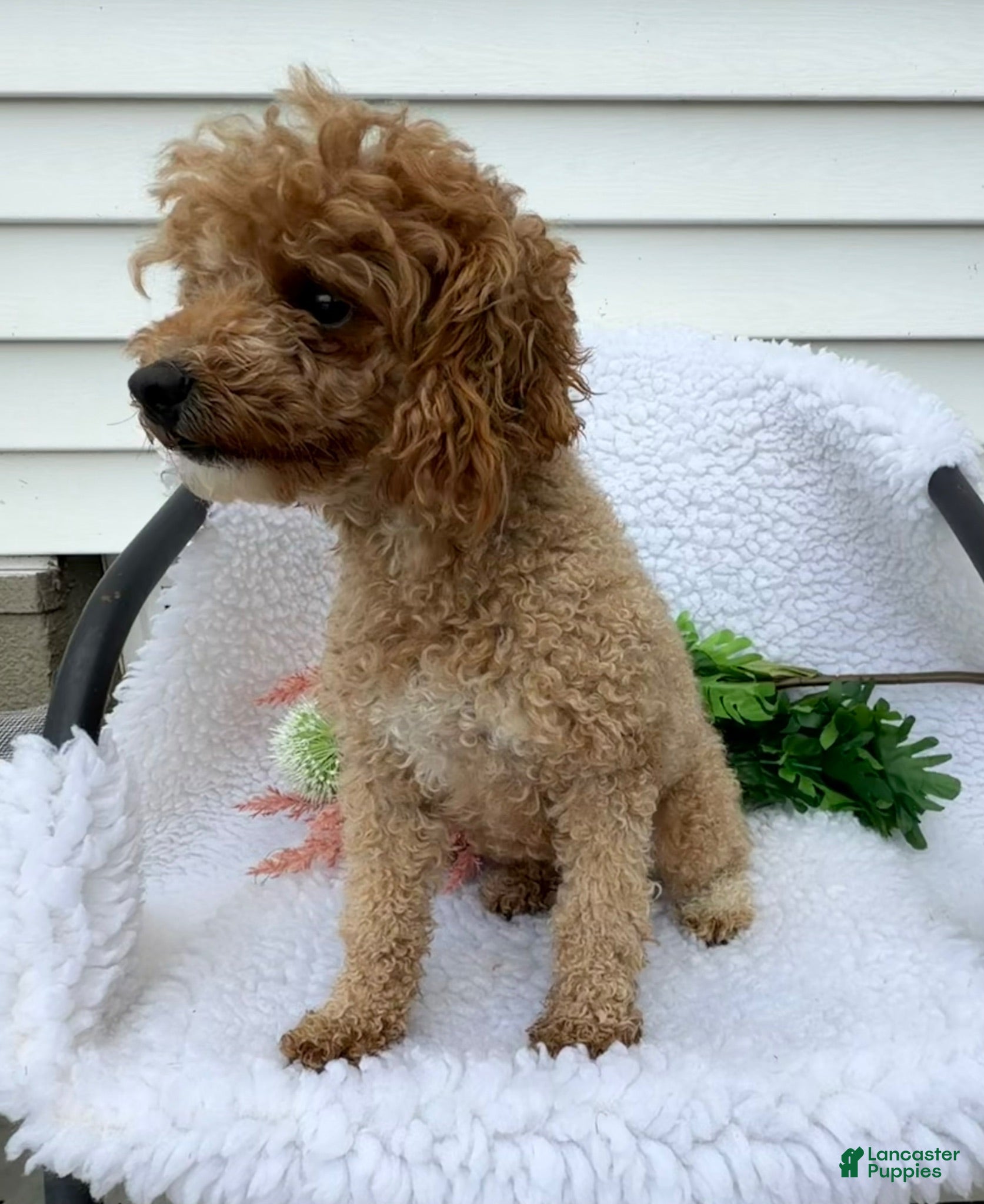 Toy Poodle dogs Amber - Ad 32