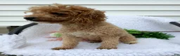 Toy Poodle dogs for sale: Jody - Ad 1