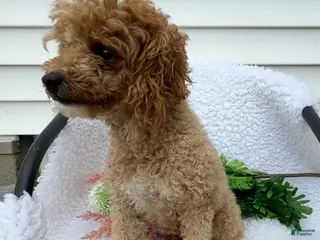 Toy Poodle dogs Amber - Ad 32
