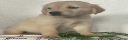 Golden Retriever dogs for sale: Lady - Ad 3