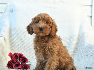 Cockapoo dogs for sale: Jason - Ad 3