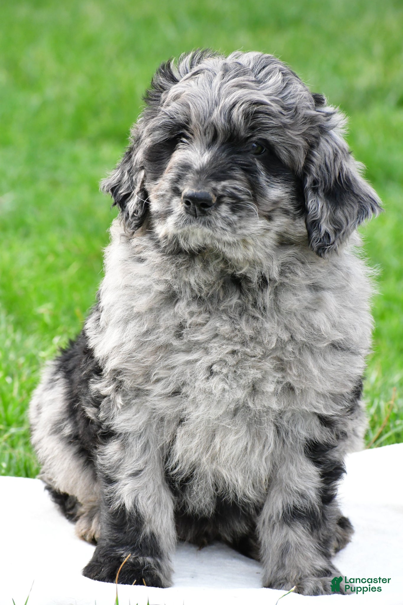 Newfypoo dogs Bruno - Ad 2