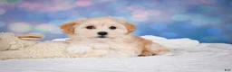 Maltipoo dogs for sale: Maggie - Ad 14