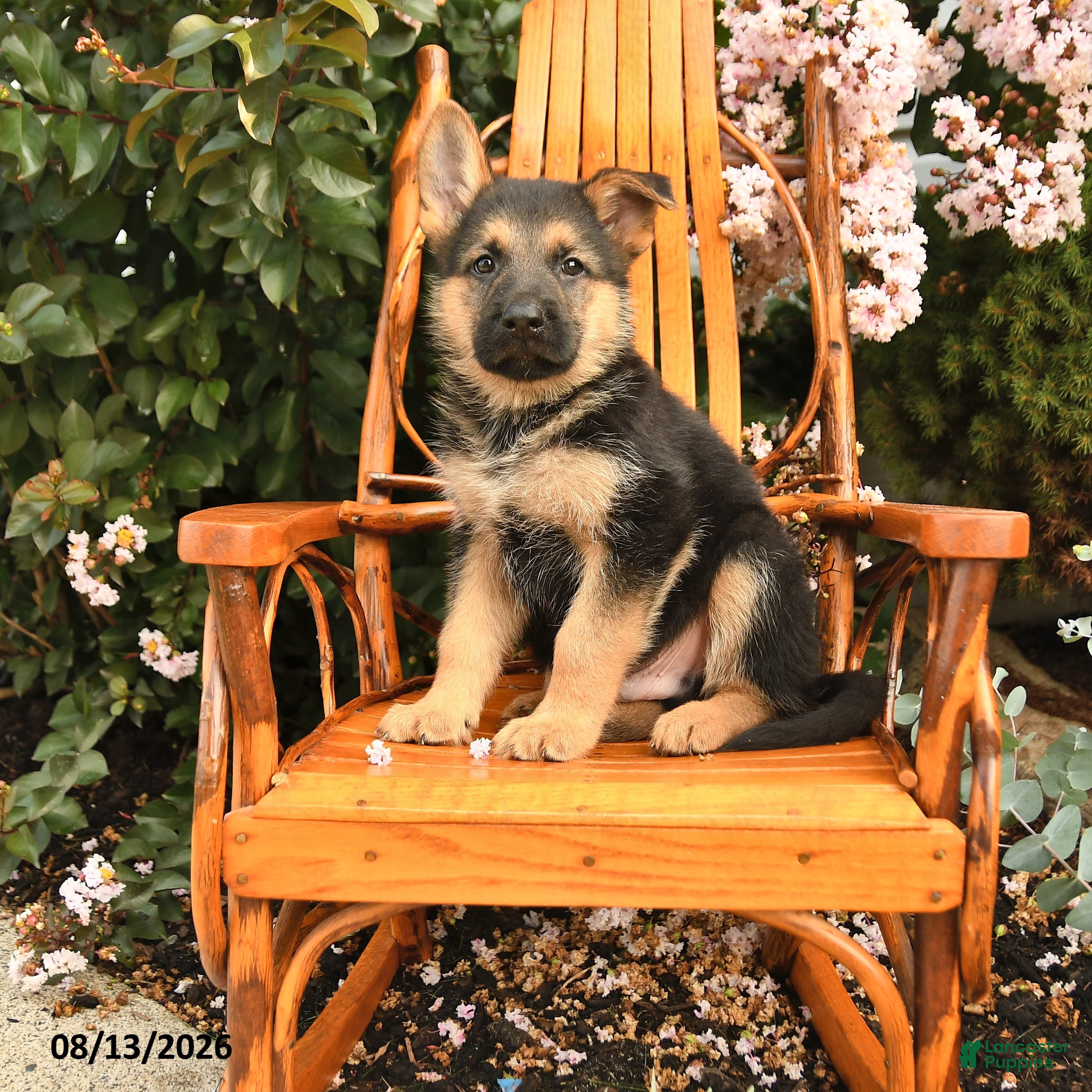 German Shepherd dogs Deisel - Ad 1