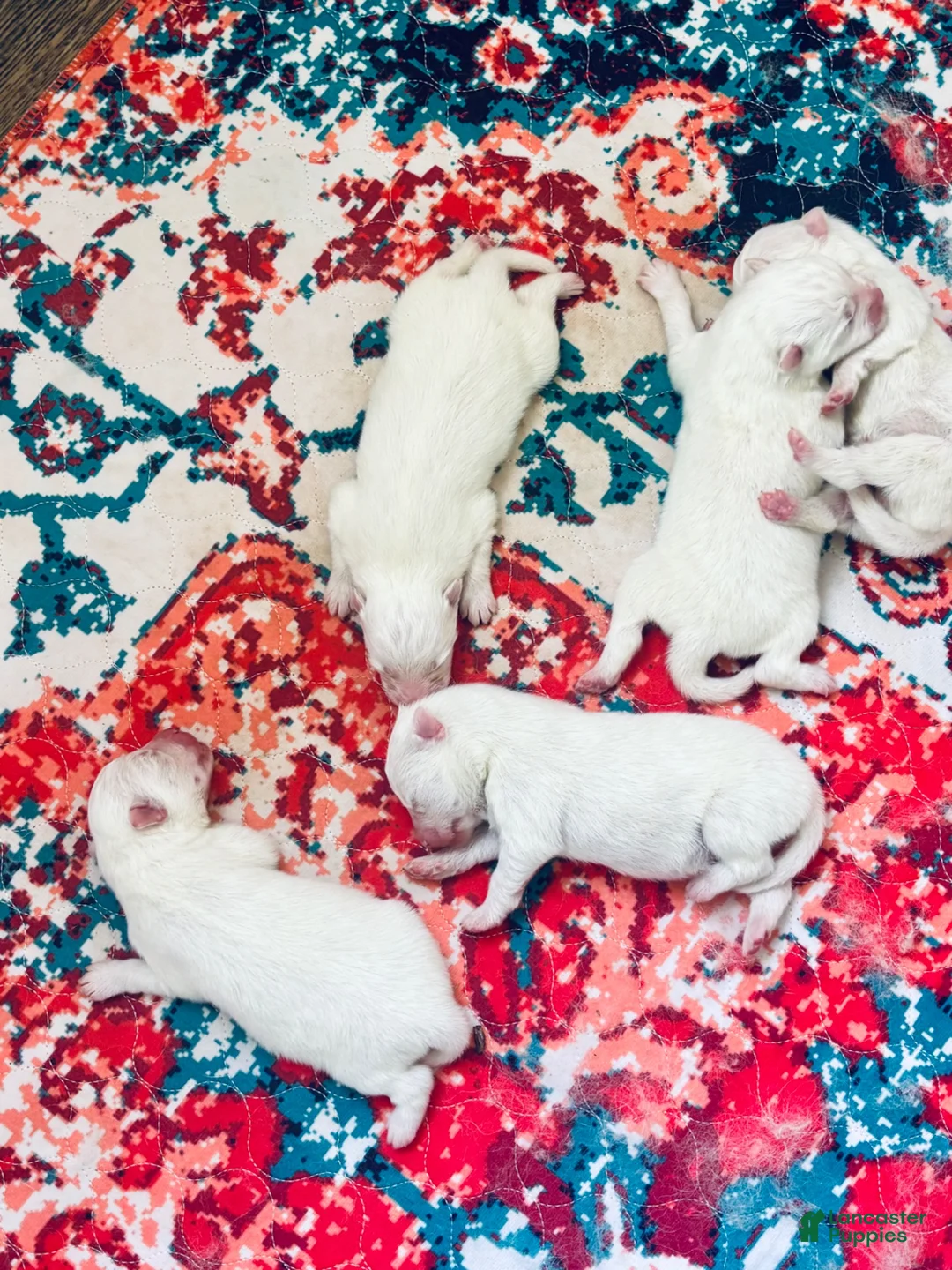 Samoyed dogs for sale: Maverick - Ad 1