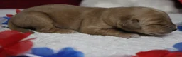 Golden Retriever dogs for sale: Brioche  - Ad 6