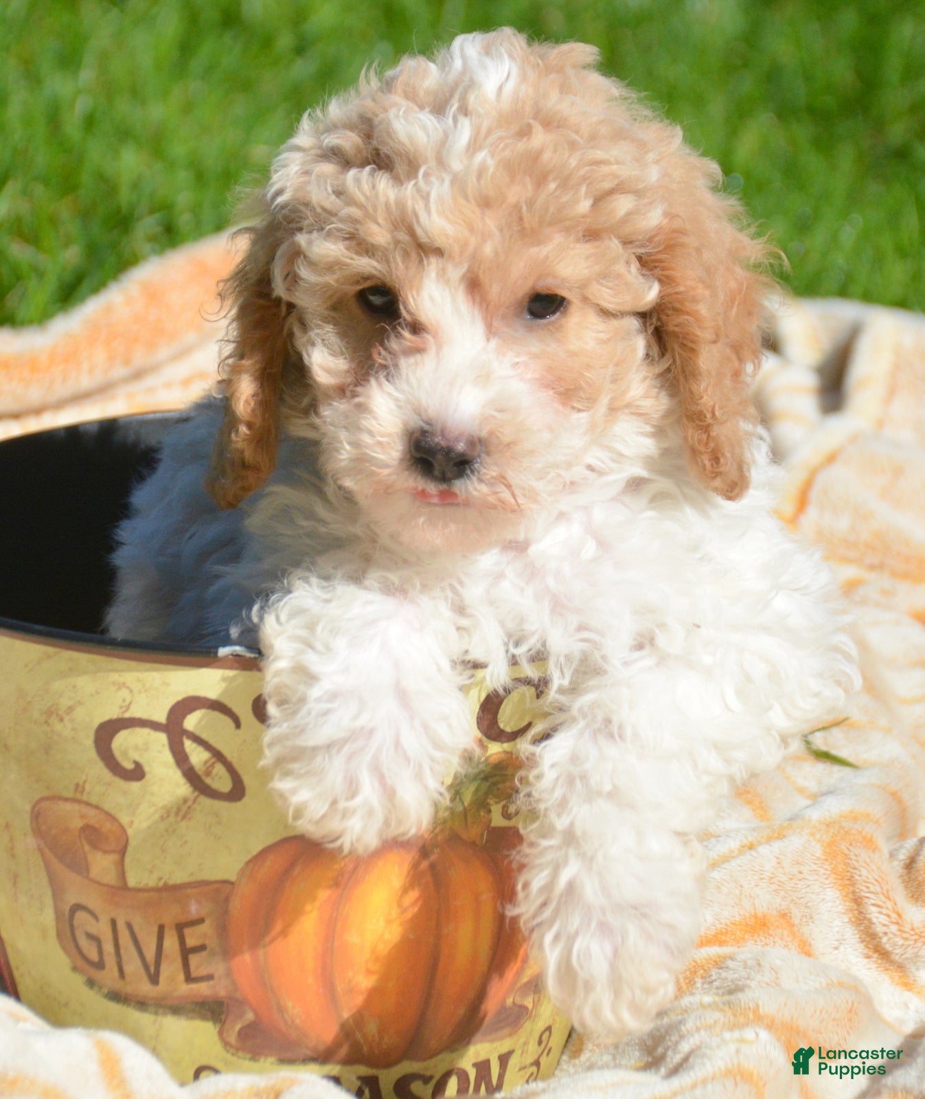 Cavapoo