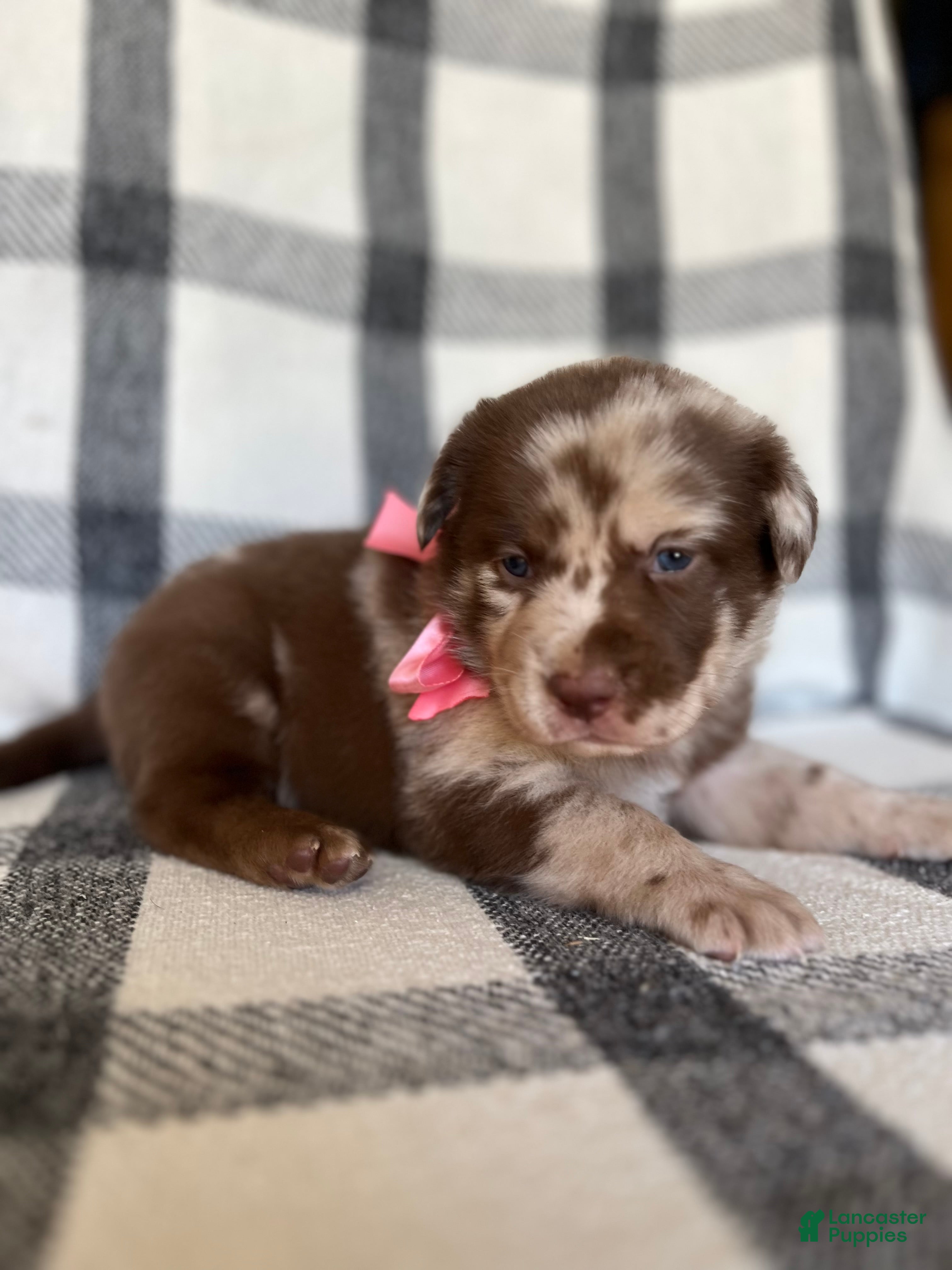 Mixed Breed dogs Jade - Ad 2