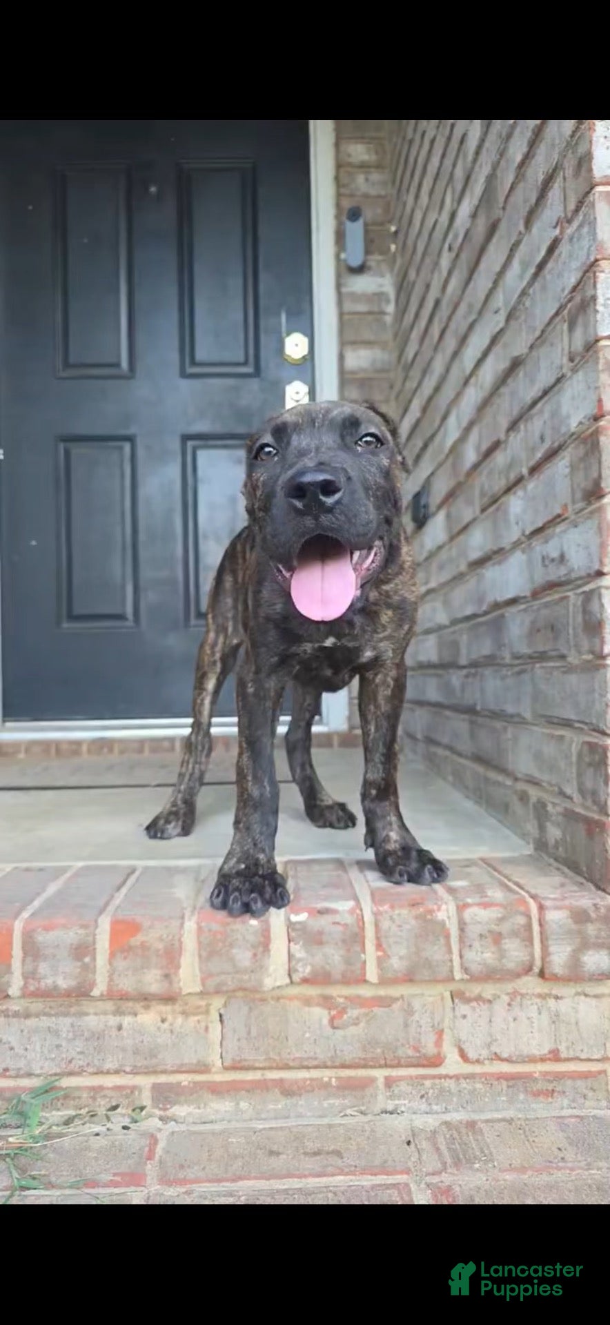 Cane Corso dogs Khoas  - Ad 1