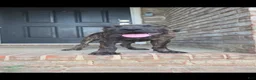 Cane Corso dogs for sale: Khoas  - Ad 1
