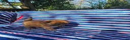 Chow Chow dogs for sale: Willow - Ad 3