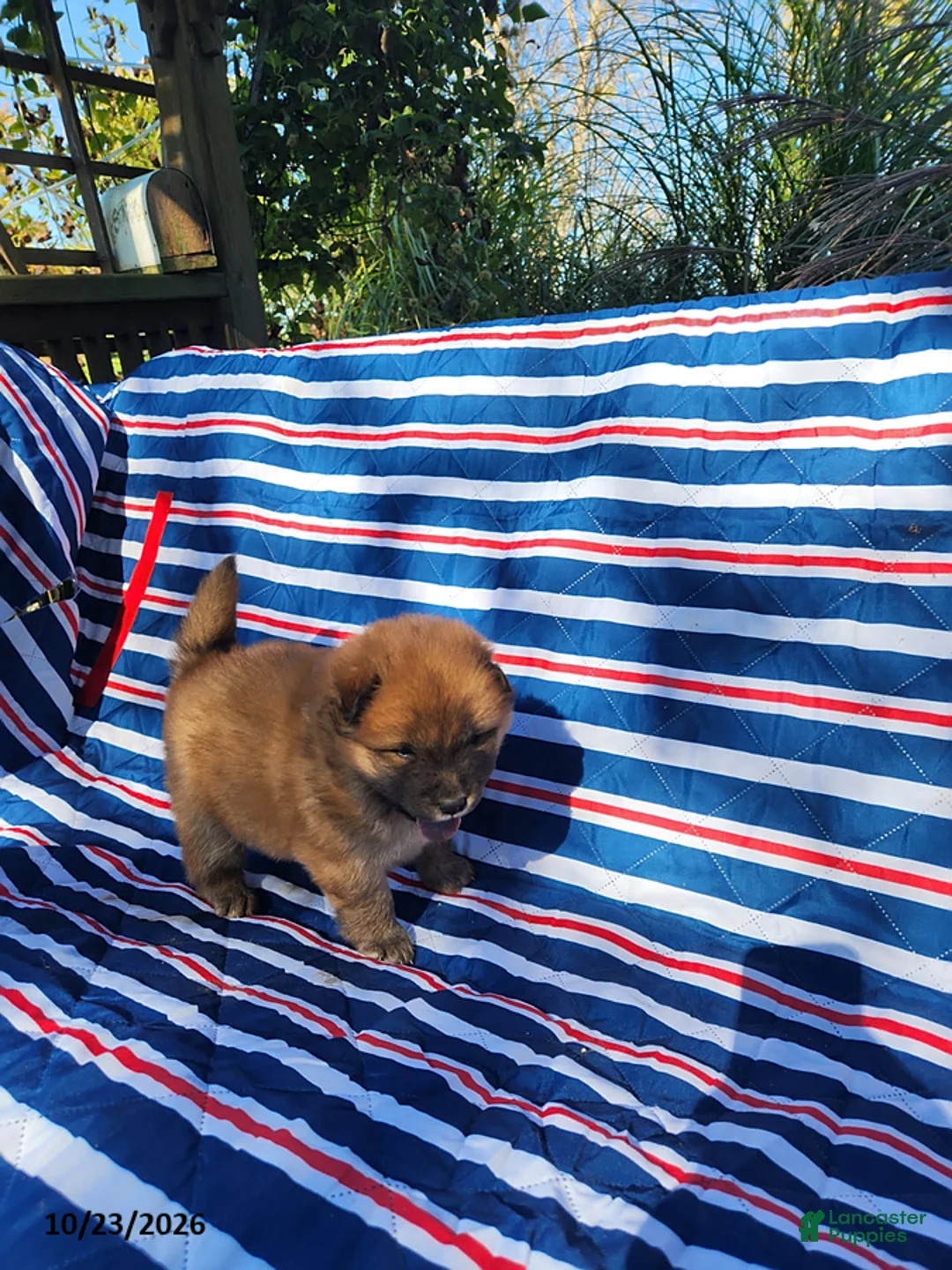 Chow Chow dogs for sale: Willow - Ad 3