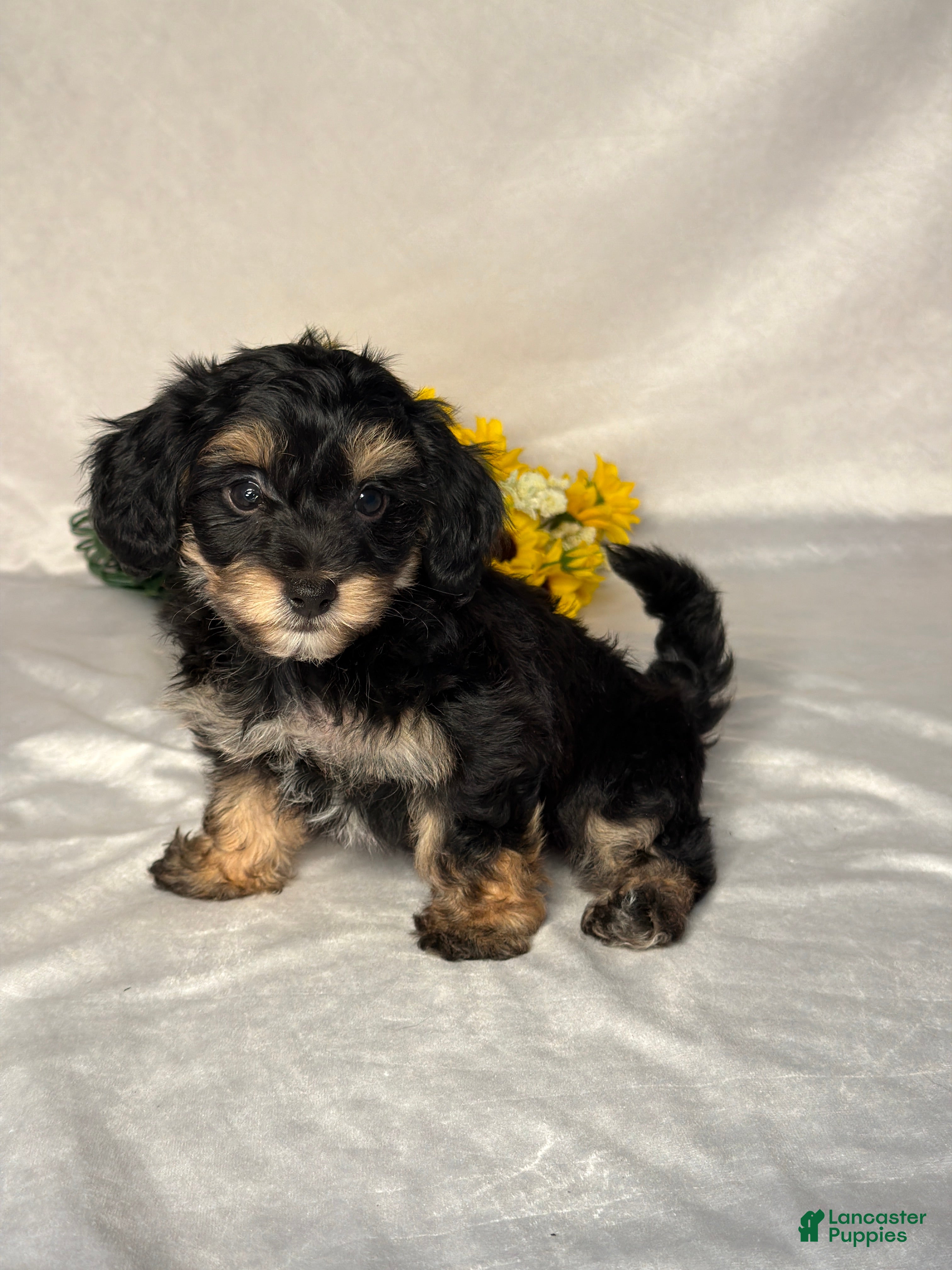 Mixed Breed dogs Toby - Ad 2