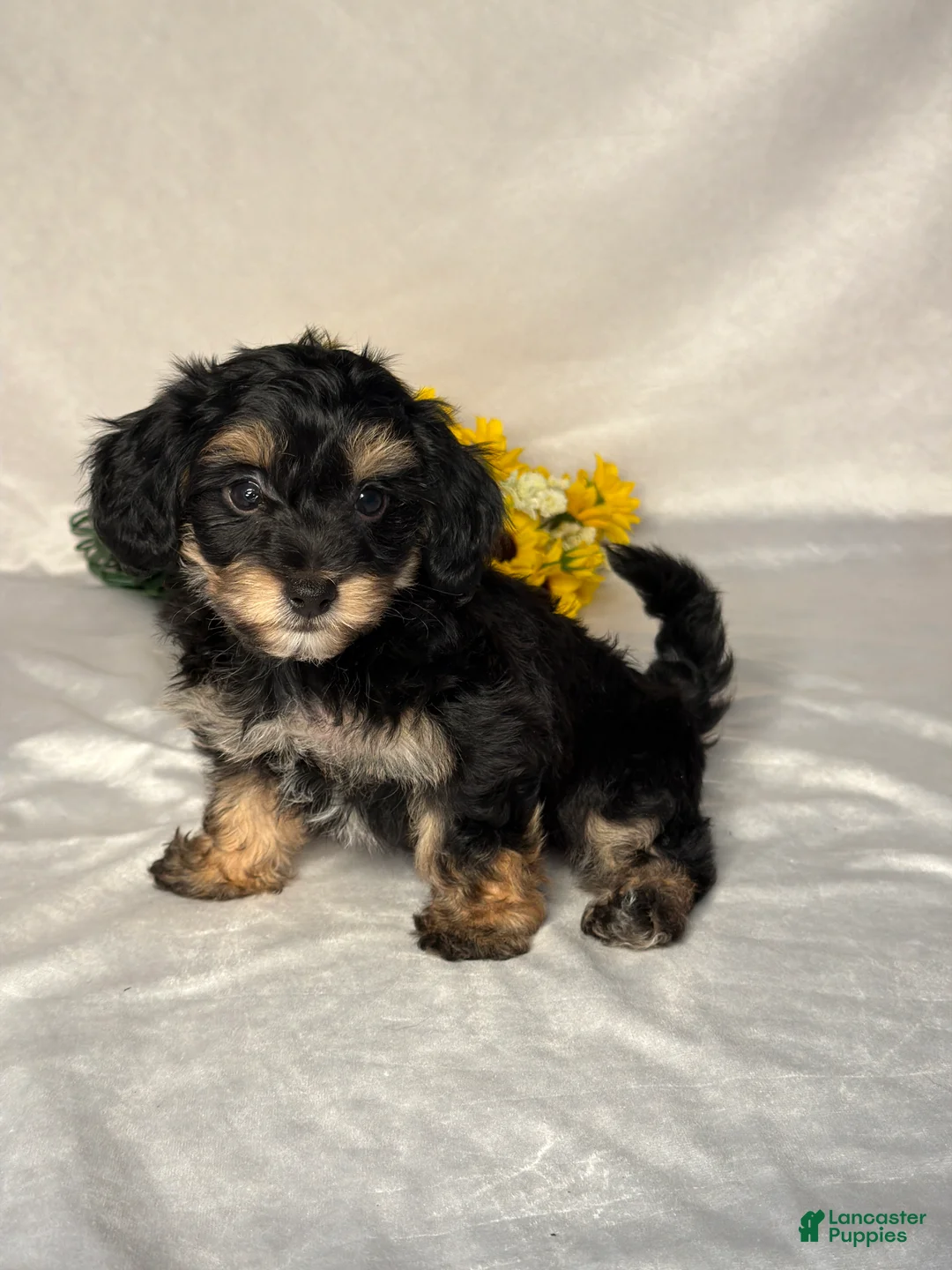 Mixed Breed dogs for sale: Toby - Ad 2