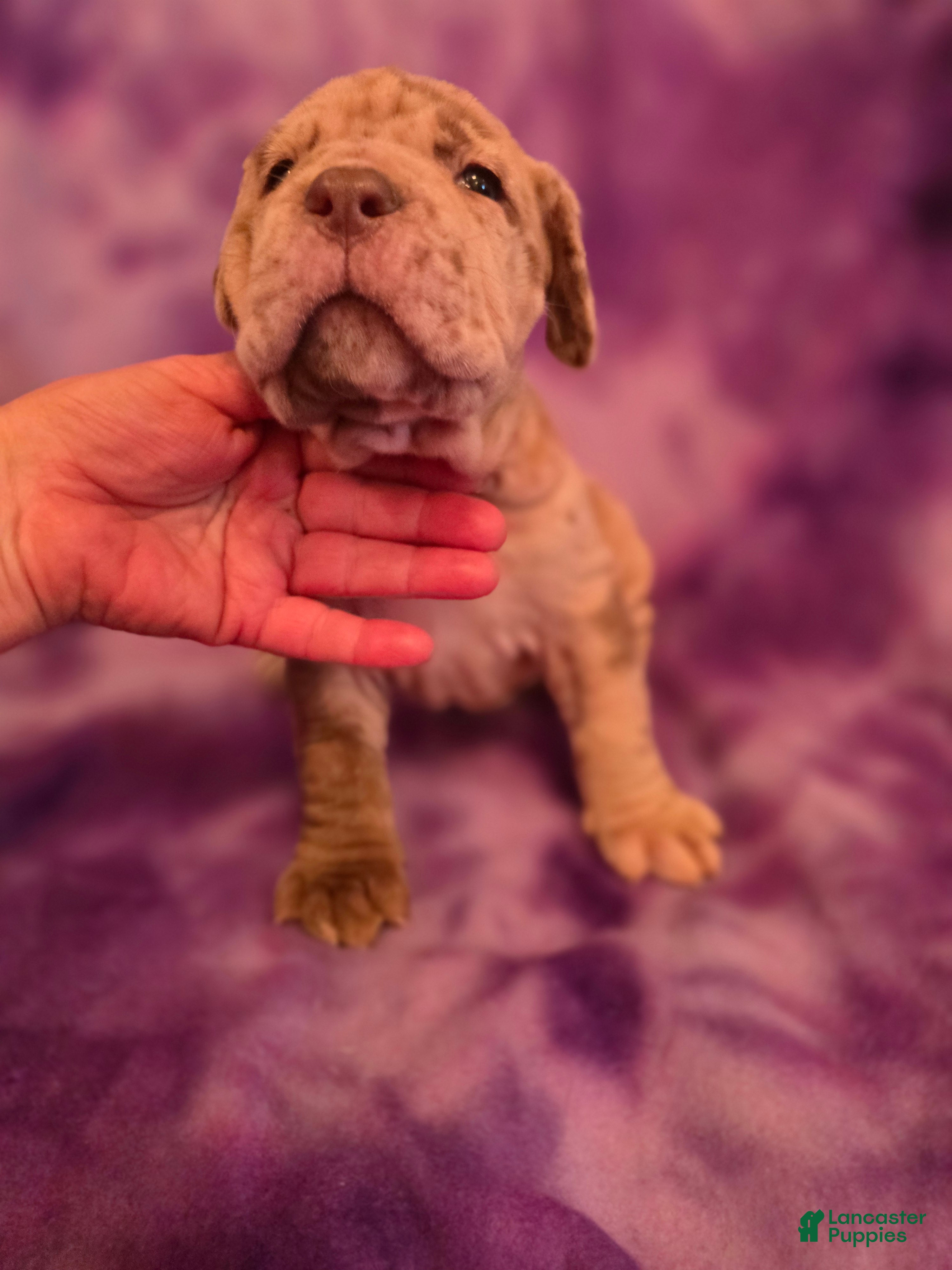 Mixed Breed dogs Daphne - Ad 2
