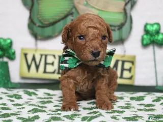 Toy Poodle dogs Andy - Ad 2