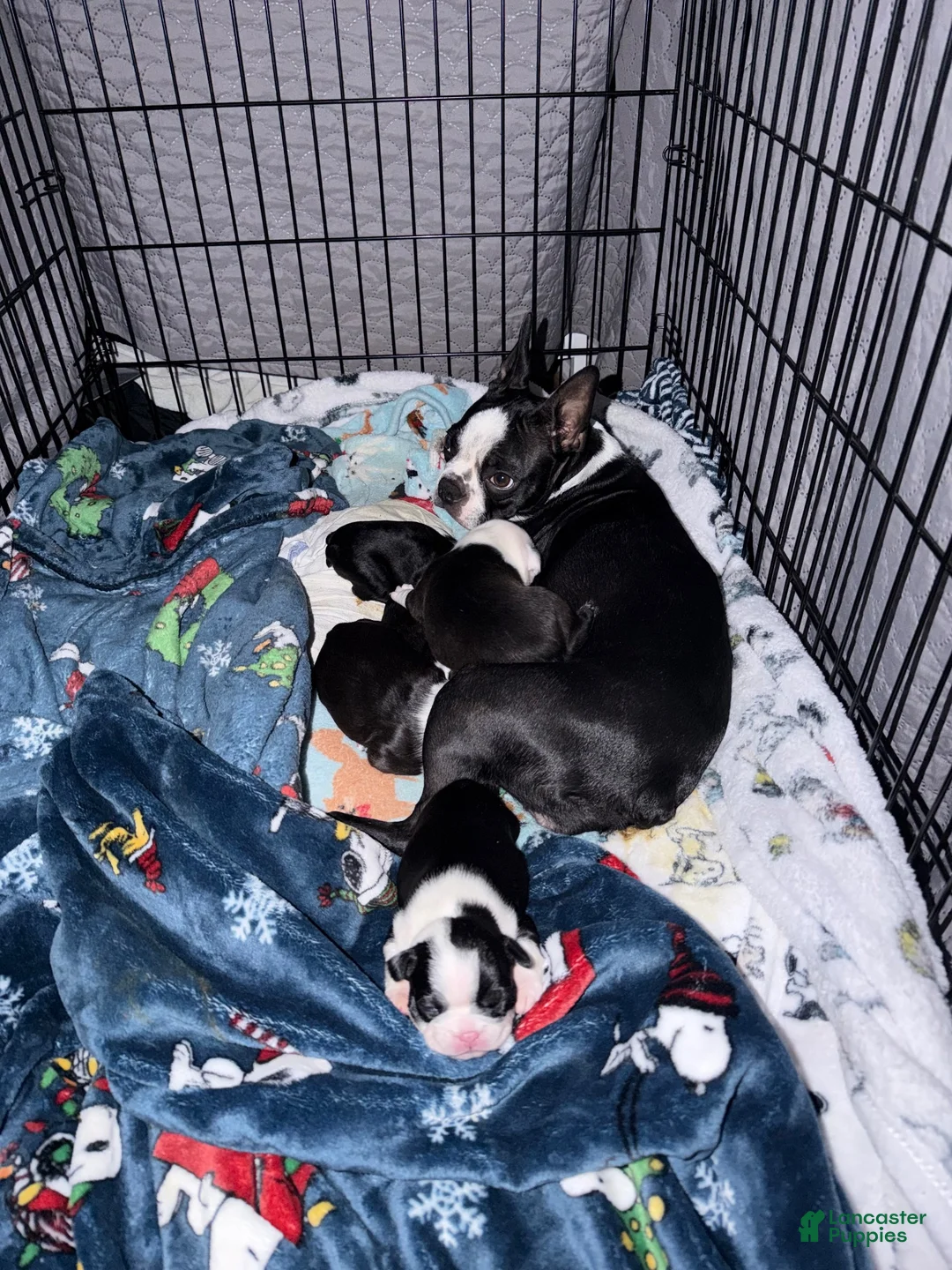 Boston Terrier dogs for sale: Boston Terrier 6 - Ad 3