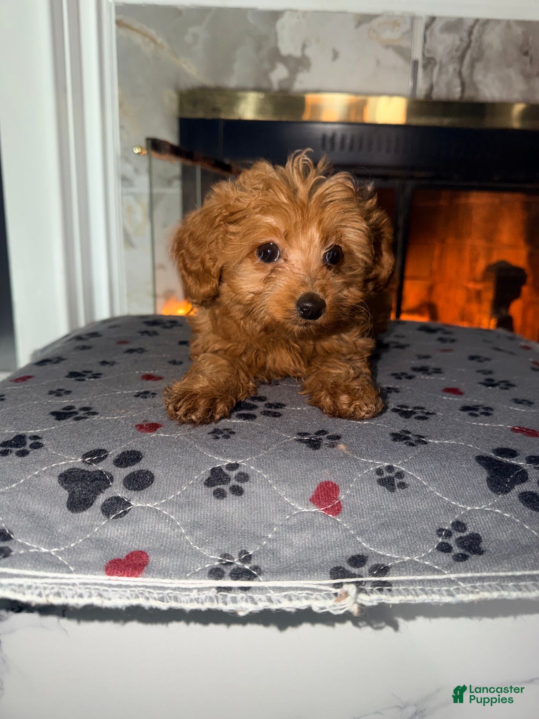 Mini Goldendoodle dogs for sale:  Star ⭐️ - Mini Goldendoodle - Ad 2