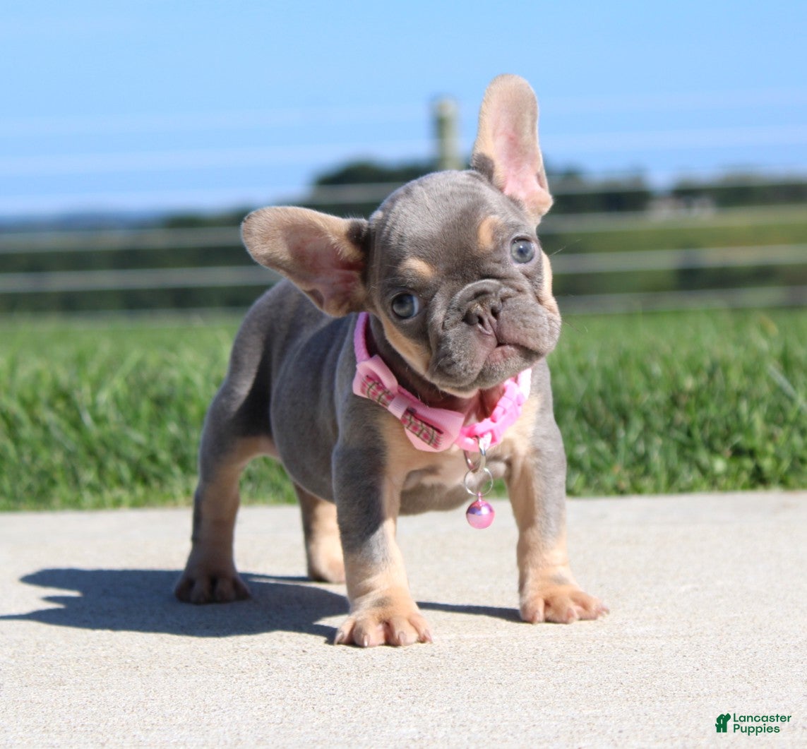 French Bulldog dogs Tansy - Ad 1