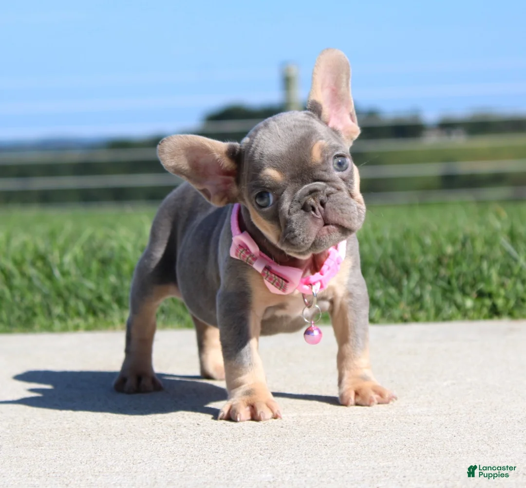 French Bulldog dogs for sale: Tansy - Ad 1