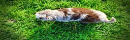 Havapoo dogs for sale: Elektra - Ad 4