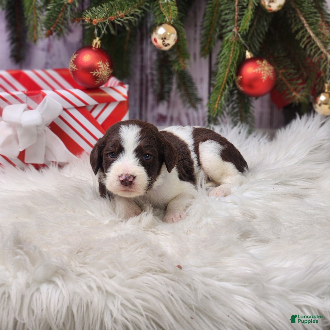 Labradoodle dogs for sale: Alexander - F1B - Ad 2