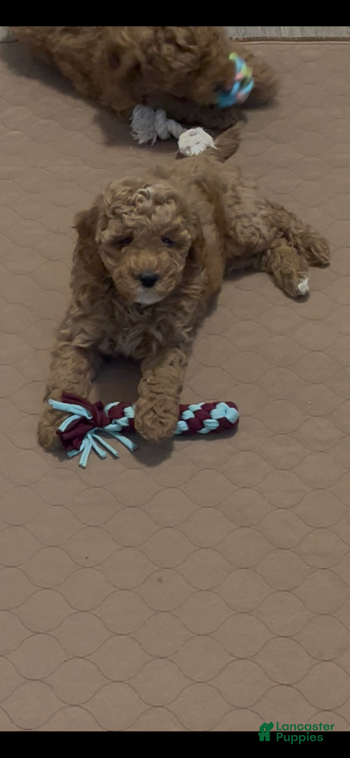 Mini Goldendoodle dogs Maize - Ad 4