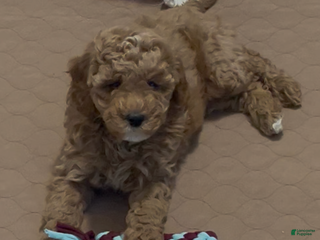 Mini Goldendoodle dogs Maize - Ad 2