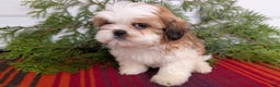 Shih Tzu dogs for sale: Bear - Ad 5