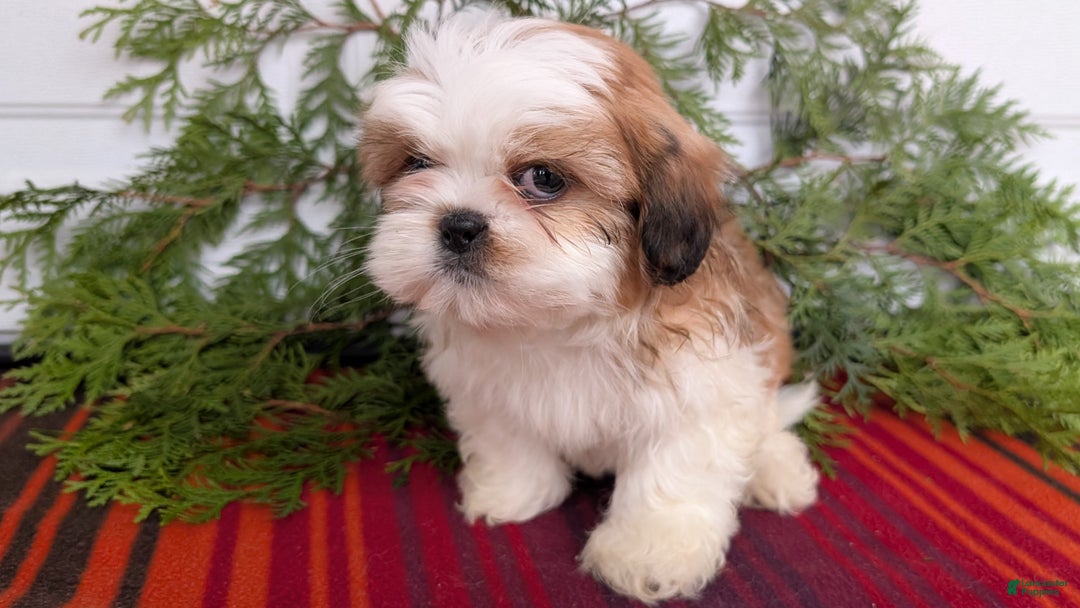 Shih Tzu dogs for sale: Bear - Ad 5