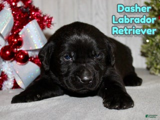 Labrador Retriever dogs Dasher - Ad 7