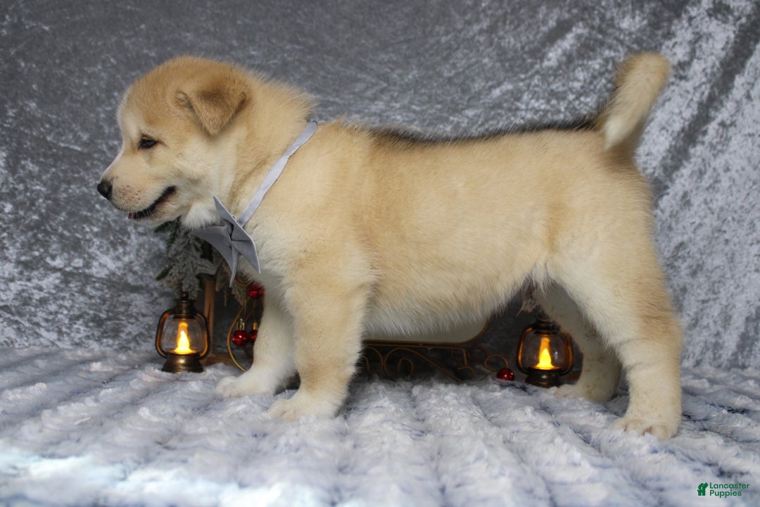 Pomsky dogs for sale: Fenrys - Ad 6