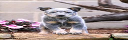 Australian Cattle Dog dogs for sale: Archie - Ad 2