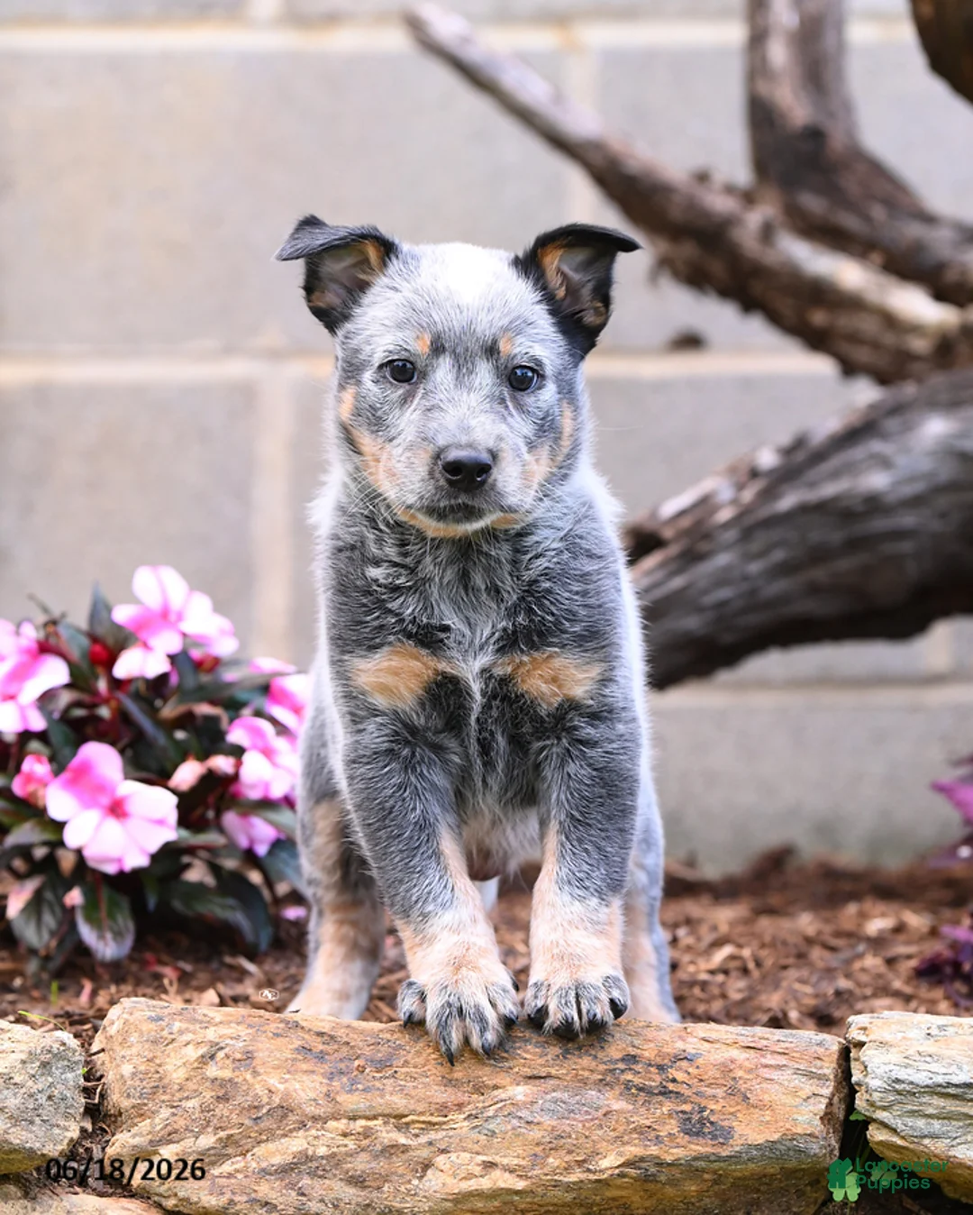 Australian Cattle Dog dogs for sale: Archie - Ad 2