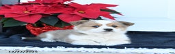 Welsh Corgi Pembroke dogs for sale: Bean  - Ad 3