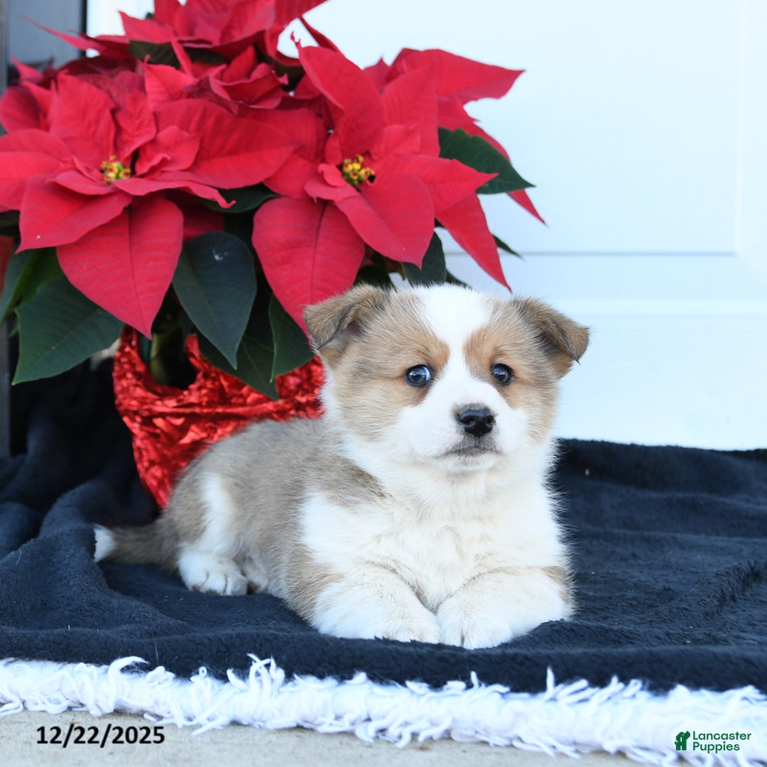 Welsh Corgi Pembroke dogs for sale: Bean  - Ad 3