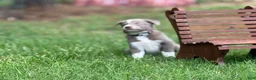 Border Collie dogs for sale: Lilac short hair MALE - Ad 11