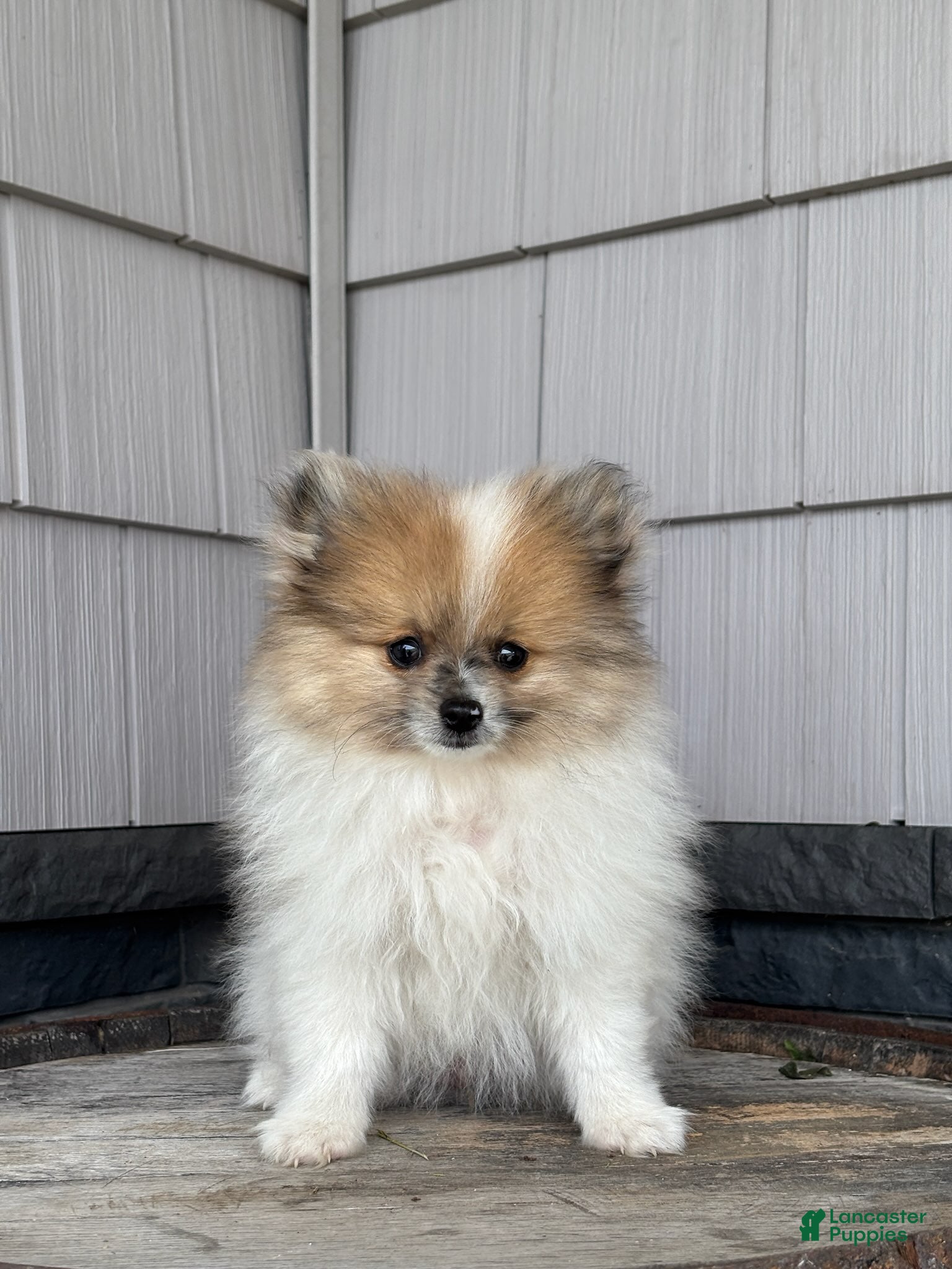 Pomeranian dogs Wally - Ad 1