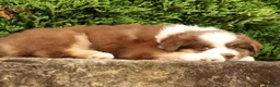 Miniature Australian Shepherd dogs for sale: Farley - Ad 4