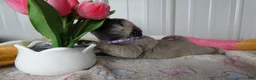 Pug dogs for sale: Pug Puppy 3 Lilac - Ad 2
