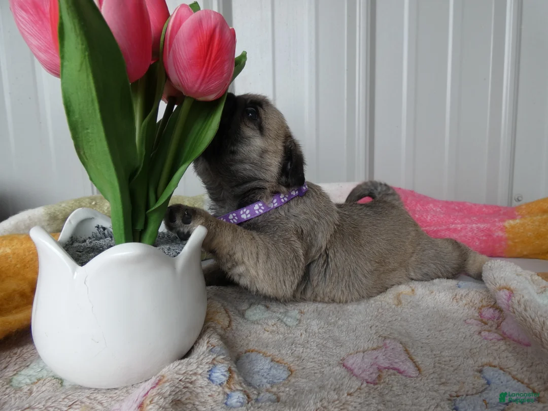 Pug dogs for sale: Pug Puppy 3 Lilac - Ad 2
